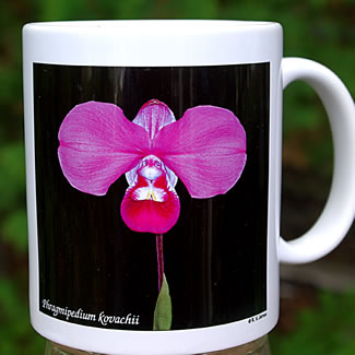 mug DS-084 Phragmipedium kovachii blk 7124.jpg